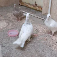 کفتر .دم سفید