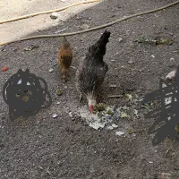 یک عدد مرغ محلی و جوجه