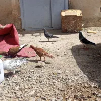 تعدادی کبوتر جوانه پرشی