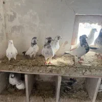 کفتر تهرانی پرشی کله دم سبز کاکلی 20 تا یکجا