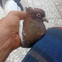 کفتر کبوتر