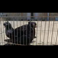 زاغ سیاه آبادانی