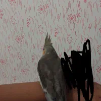 عروس هلندی|پرنده|سرخس, |دیوار