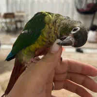 طوطی گرینچیک