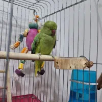طوطی ملنگو سخنگو