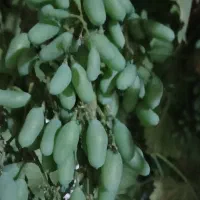 غوره (سرچهان)