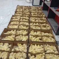جوجه گوشتی پرورشی واکسن خورده سرحال