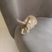 خرگوش