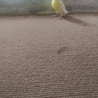 قناری ماده اماده