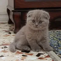 گربه اسکاتیش