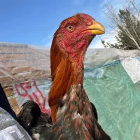 تخم مرغ لاری