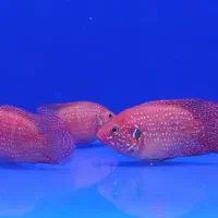 ماهی توت فرنگی