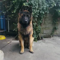 ژرمن نر موبلند جهت جفت گیری