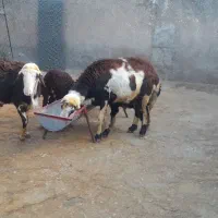 قوچ پلنگی میش قوچ بز بره گاو بزغاله گوسفند