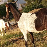 بز گلابی آبستن ۴ماه