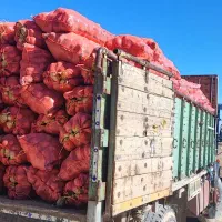 بذر سیب زمینی