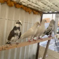 ۸عدد کفتر یجا