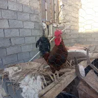 خروس عربی