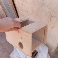 لونه مرغ عشق