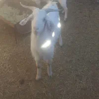 کهره نر شهربابک