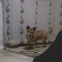 معاوضه میکنم