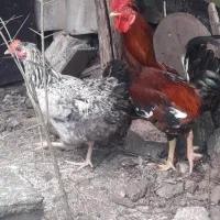 خروس دورگه جوان وزیبا