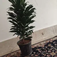 گل کامپکت