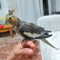 عروس هلندی