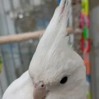 جفت عروس هلندی البینو خالص سخنگو