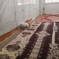 اهواز سراه خرمشهر سیاحی