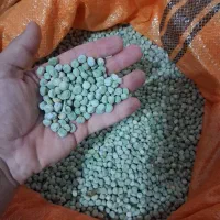 بذر نخود فرنگی