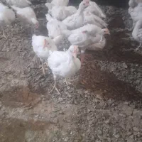 جوجه گوشتی