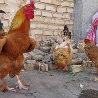 تعدادی بوقلمون و مرغ و خروس و جوجه ۶۰روزه نژاداصلی