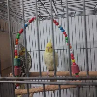 عروس هلندی