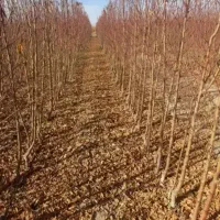 سه ساله درجه یک