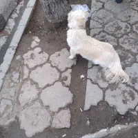 بیستی خانگی