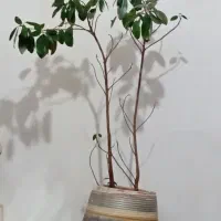 گل و همراه گلدان