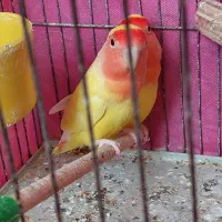 طوطی برزنتی
