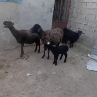 میشو بره بزغاله