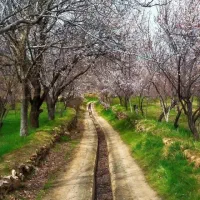 نشا چلتوک