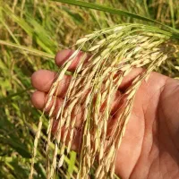 برنج امیر علی