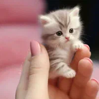 مینی بوس ۲۱نفره مدل۵۸