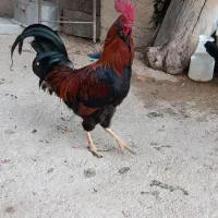 دو عدد خروس