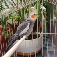عروس هلندی نر