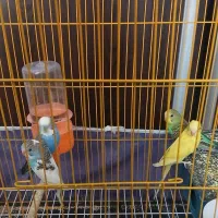 فروش مرغ عشق اهلی