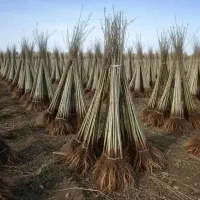 فروش انواع نهال مثمر و صنوبر نگرای ترکیه