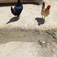 دو عدد مرغ تخم گذار