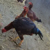 فروش مرغ خروس لاری