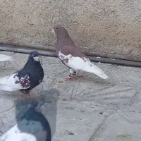 شهری سرخ گلدار