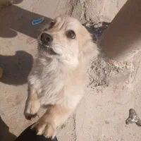 واگذاری سگ پامر روباهی نر یکساله
